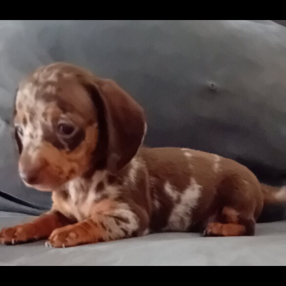 Dachshund (Miniature Smooth Haired) - Both