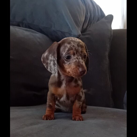 Dachshund (Miniature Smooth Haired) - Both