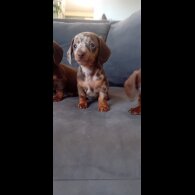 Dachshund (Miniature Smooth Haired) - Both