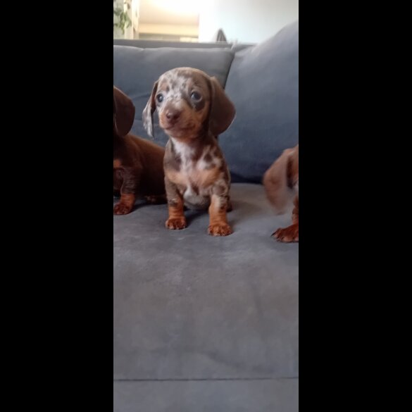 Dachshund (Miniature Smooth Haired) - Both