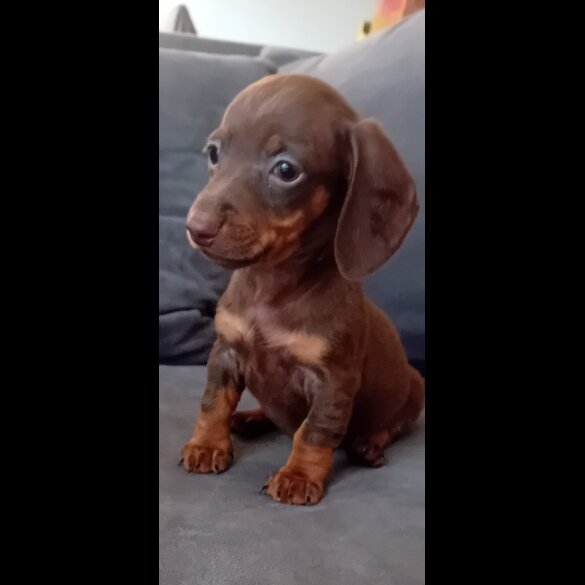 Dachshund (Miniature Smooth Haired) - Both