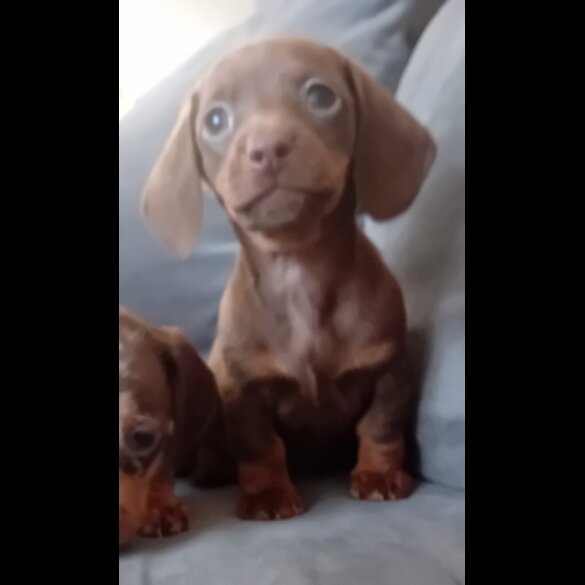 Dachshund (Miniature Smooth Haired) - Both