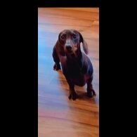 Dachshund (Miniature Smooth Haired) - Both