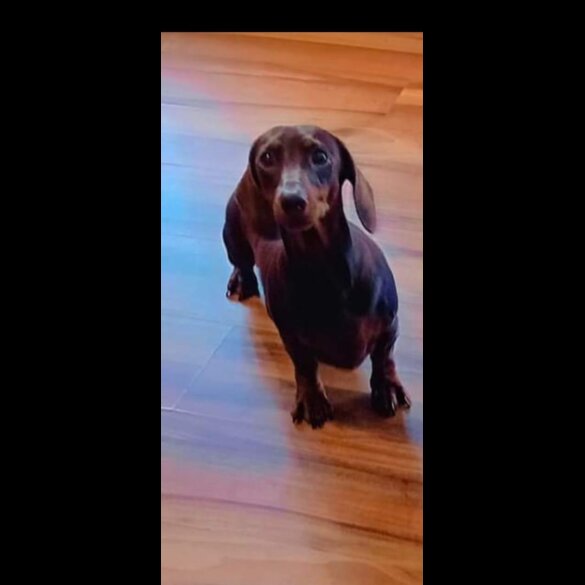 Dachshund (Miniature Smooth Haired) - Both