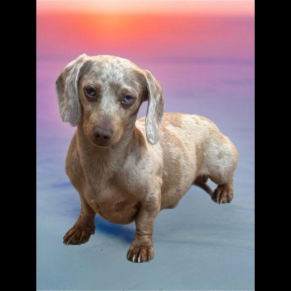 Dachshund (Miniature Smooth Haired) - Both