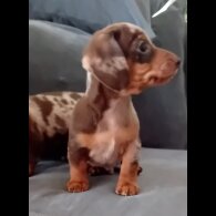 Dachshund (Miniature Smooth Haired) - Both