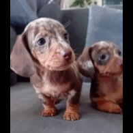Dachshund (Miniature Smooth Haired) - Both