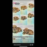 Dachshund (Miniature Smooth Haired) - Dogs