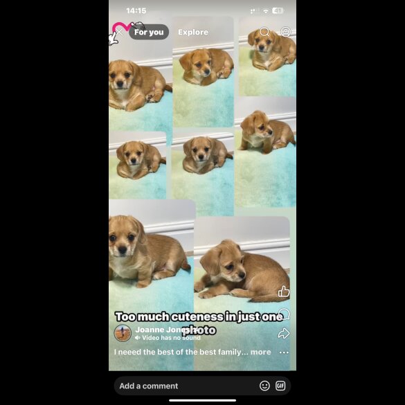 Dachshund (Miniature Smooth Haired) - Dogs