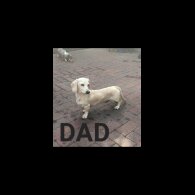 Dachshund (Miniature Smooth Haired)