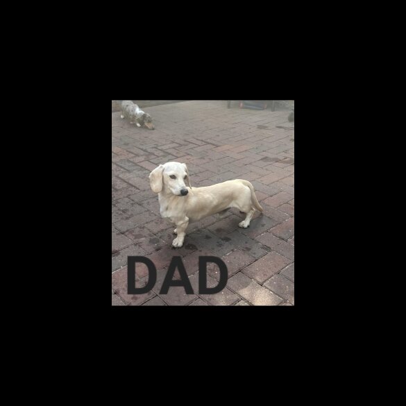 Dachshund (Miniature Smooth Haired)