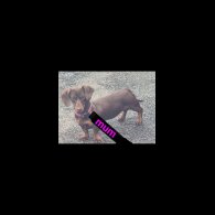 Dachshund (Miniature Smooth Haired)