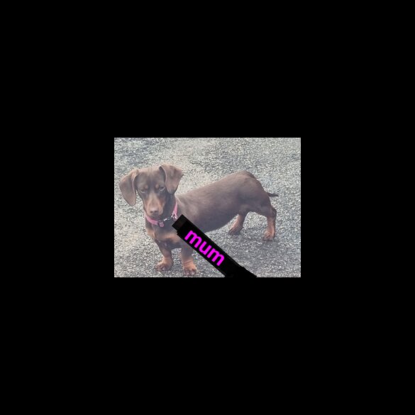 Dachshund (Miniature Smooth Haired)