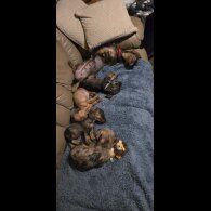 Dachshund (Miniature Smooth Haired) - Both