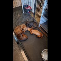 Dachshund (Miniature Smooth Haired)