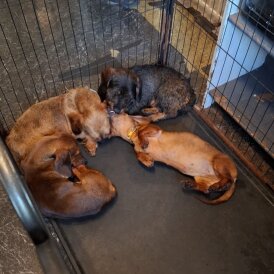 Dachshund (Miniature Smooth Haired)