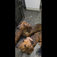 Dachshund (Miniature Smooth Haired)