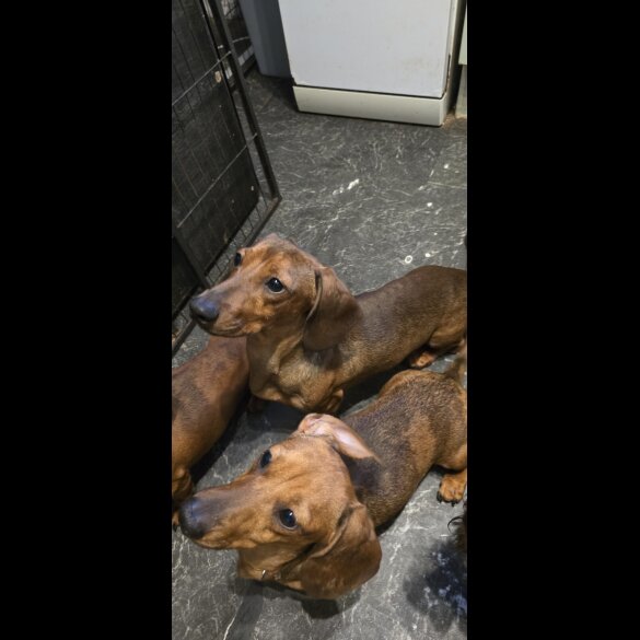 Dachshund (Miniature Smooth Haired)