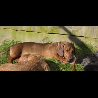 Dachshund (Miniature Smooth Haired)