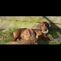 Dachshund (Miniature Smooth Haired)