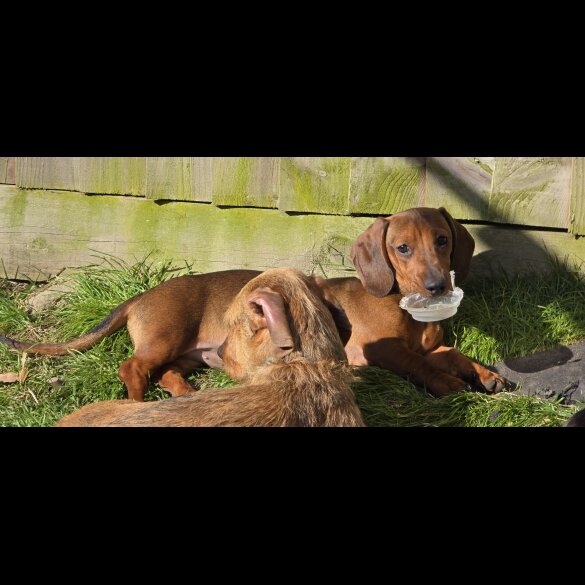 Dachshund (Miniature Smooth Haired)