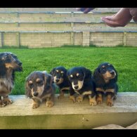 Dachshund (Miniature Smooth Haired) - Both