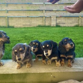 Dachshund (Miniature Smooth Haired) - Both