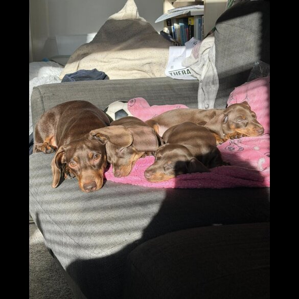 Dachshund (Miniature Smooth Haired)
