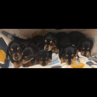 Dachshund (Miniature Smooth Haired)