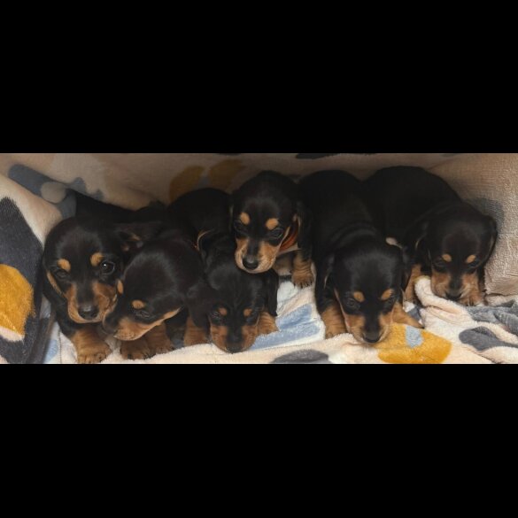 Dachshund (Miniature Smooth Haired)