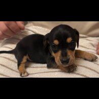 Dachshund (Miniature Smooth Haired)