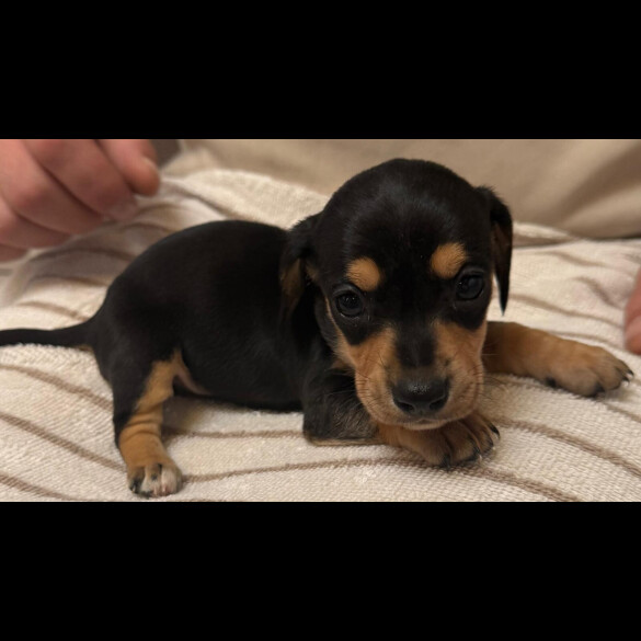 Dachshund (Miniature Smooth Haired)