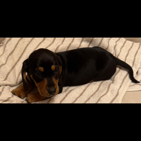 Dachshund (Miniature Smooth Haired)