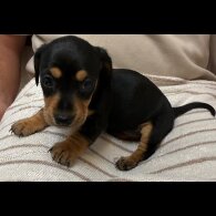 Dachshund (Miniature Smooth Haired)