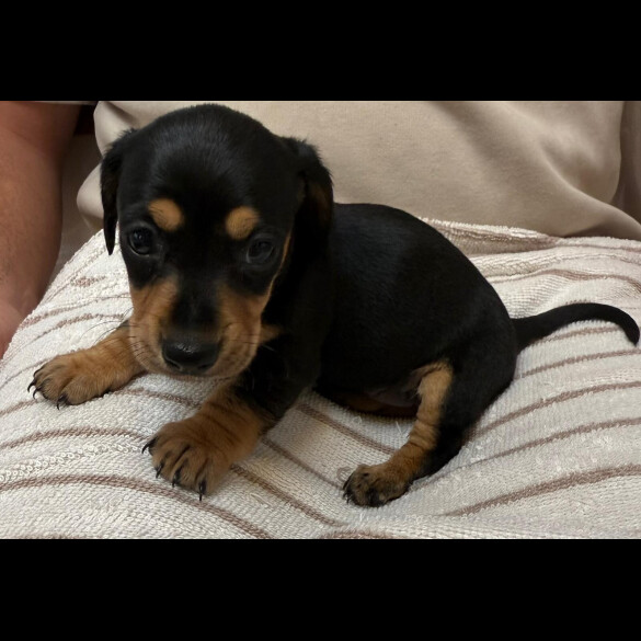 Dachshund (Miniature Smooth Haired)