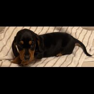 Dachshund (Miniature Smooth Haired)