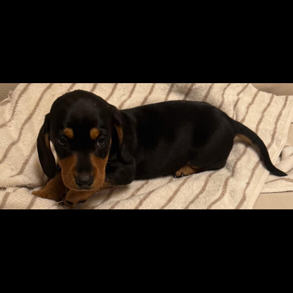 Dachshund (Miniature Smooth Haired)