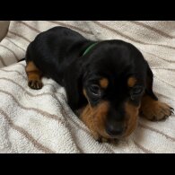 Dachshund (Miniature Smooth Haired)