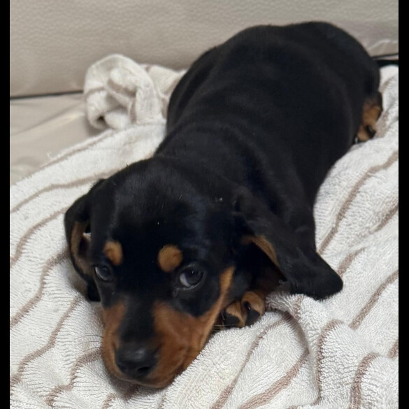 Dachshund (Miniature Smooth Haired)