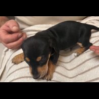 Dachshund (Miniature Smooth Haired)