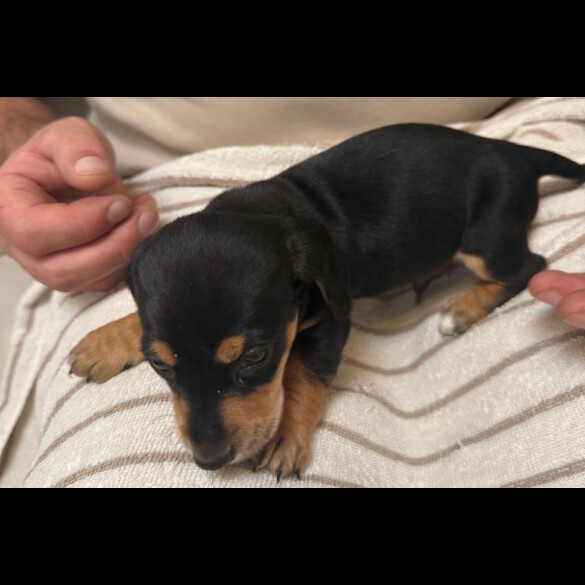 Dachshund (Miniature Smooth Haired)