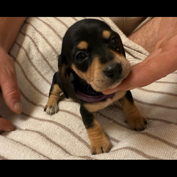 Dachshund (Miniature Smooth Haired)