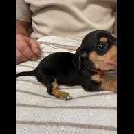 Dachshund (Miniature Smooth Haired)