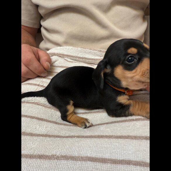 Dachshund (Miniature Smooth Haired)