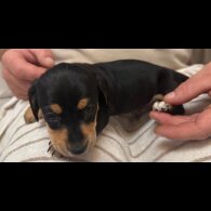 Dachshund (Miniature Smooth Haired)