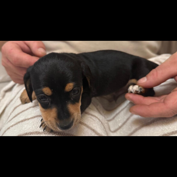 Dachshund (Miniature Smooth Haired)