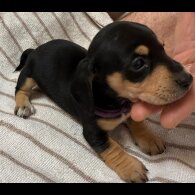 Dachshund (Miniature Smooth Haired)