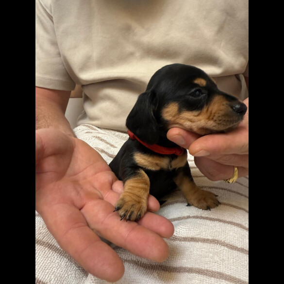 Dachshund (Miniature Smooth Haired)