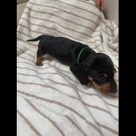 Dachshund (Miniature Smooth Haired)
