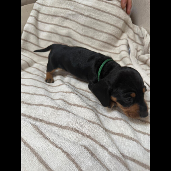 Dachshund (Miniature Smooth Haired)